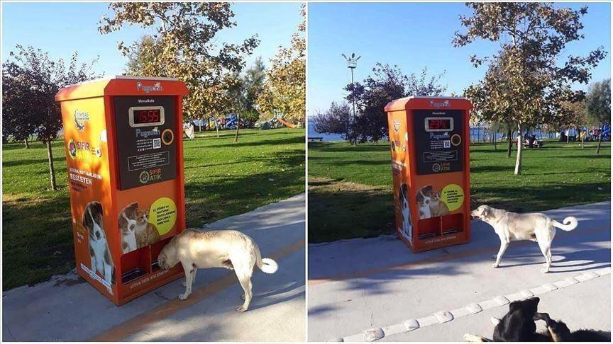 Automatic food machines to help stray animals - Türkiye News
