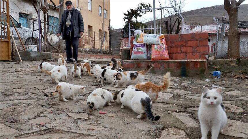 Turkish retiree devoted to stray animals after dog dies - Türkiye News