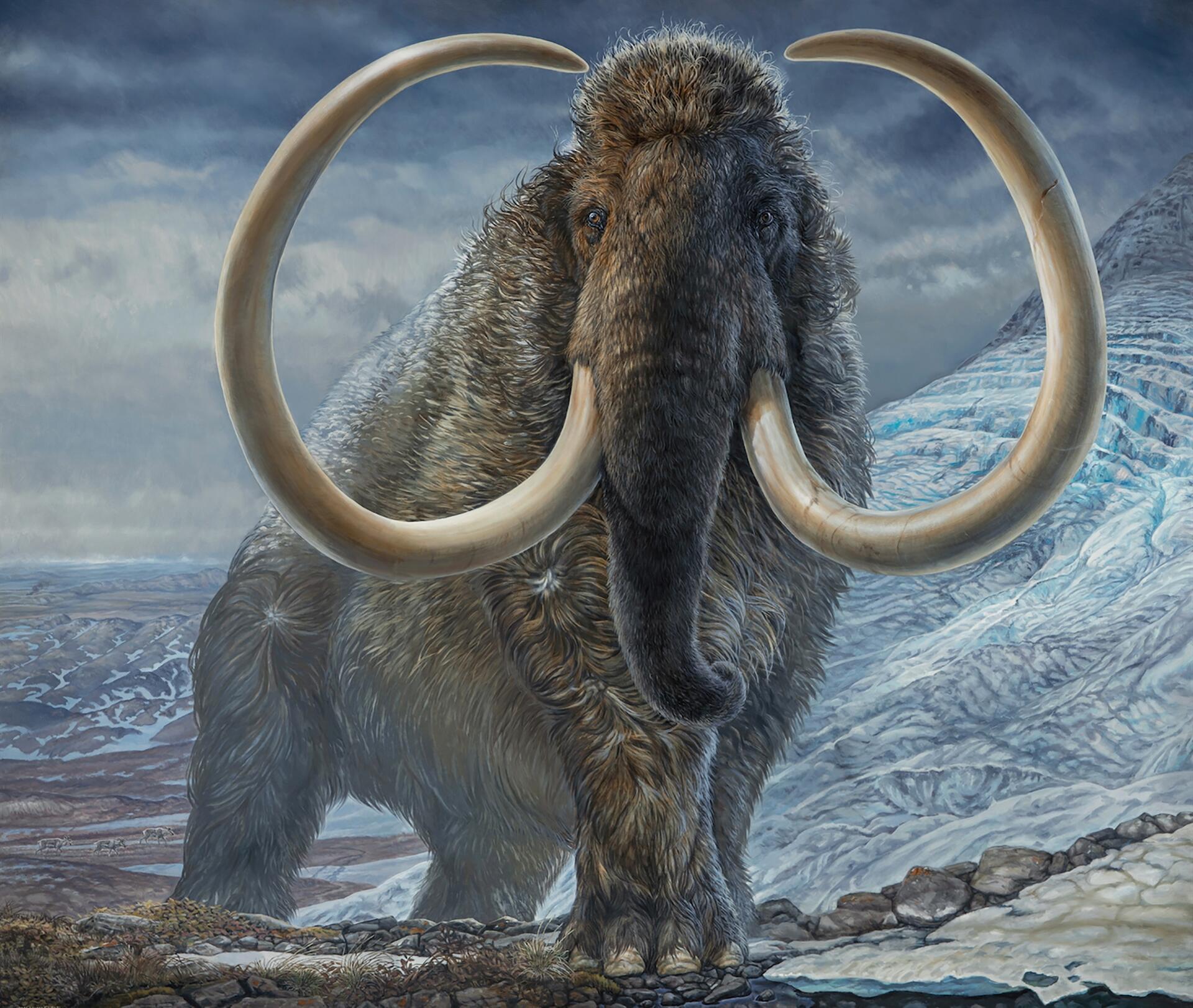 Uno studio rivela le orme di un mammut lanoso