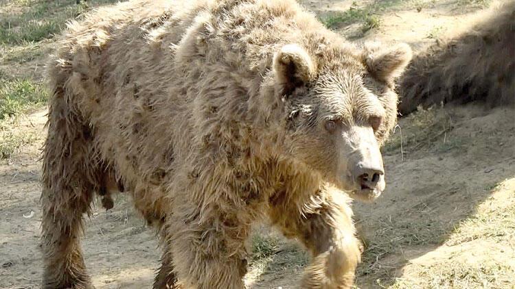 Türkiye'nin son dans eden ayısı hayvan barınağında öldü