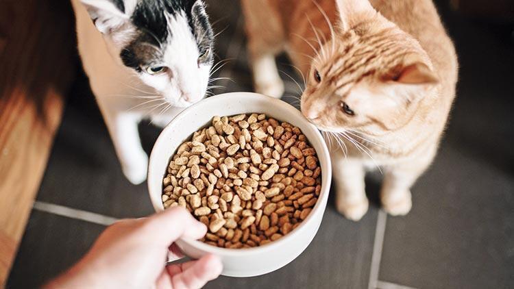 Hike in pet food prices concerning animal lovers