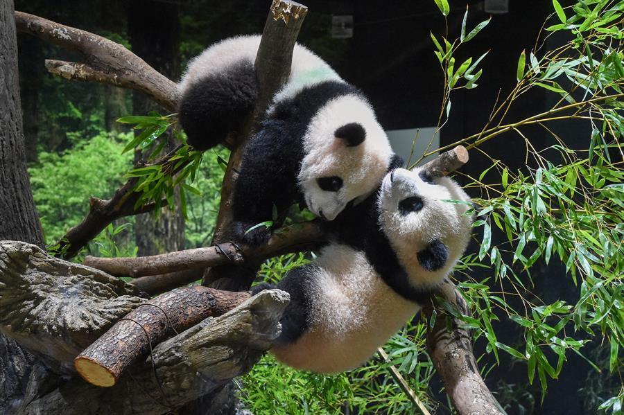 Twin panda cubs debut at Tokyo zoo, woo devoted fans
