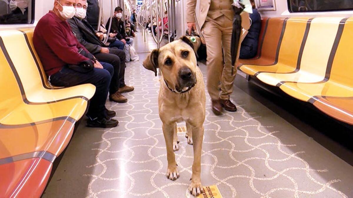 Istanbul's beloved stray dog adopted by businessman - Türkiye News