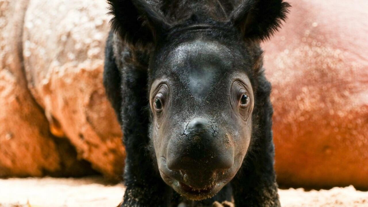 Rare birth of Sumatran rhino brings hope for endangered species