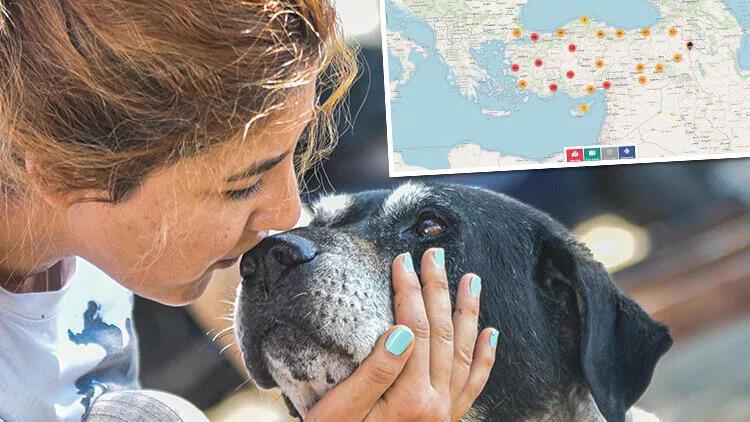 Mobile app mapping stray dogs triggers torrid criticism - Türkiye News