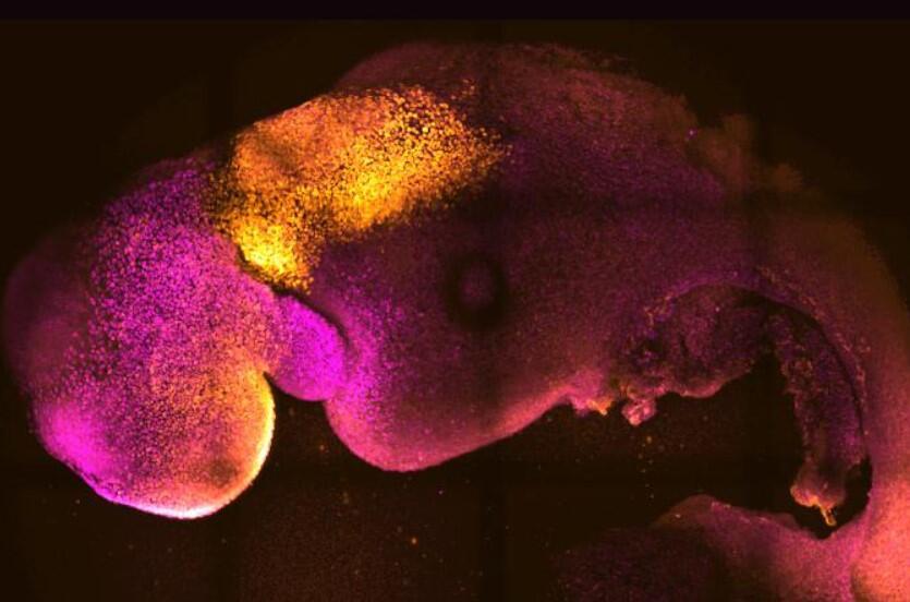 Científicos usan células madre para producir embriones artificiales de ratón