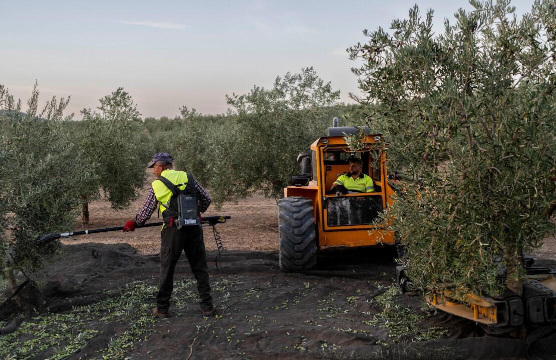 La sequía pone a prueba la resiliencia de los olivares y agricultores españoles