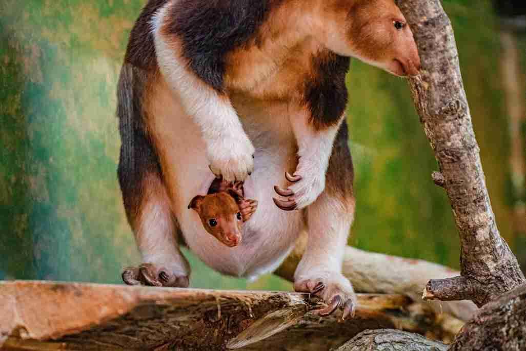Endangered tree kangaroo born at zoo