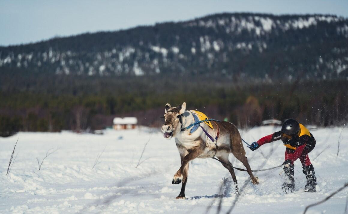 Reindeer racing king crowned in Arctic tournament