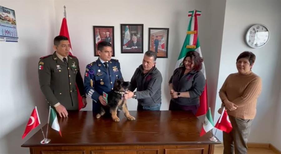 Veterinarios envían cachorro a México tras muerte de perro de búsqueda