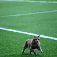 Cat Wanders Onto Pitch During Champions League Match Between Besiktas And Bayern Munich In Istanbul