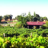 urla wine route perks up as vineyards unite