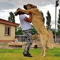 Turkish 'lion' sheepdogs attract 