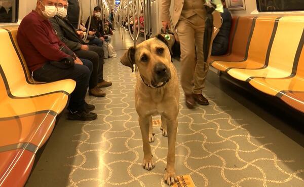 stray dog tours istanbul using public transportation turkey news