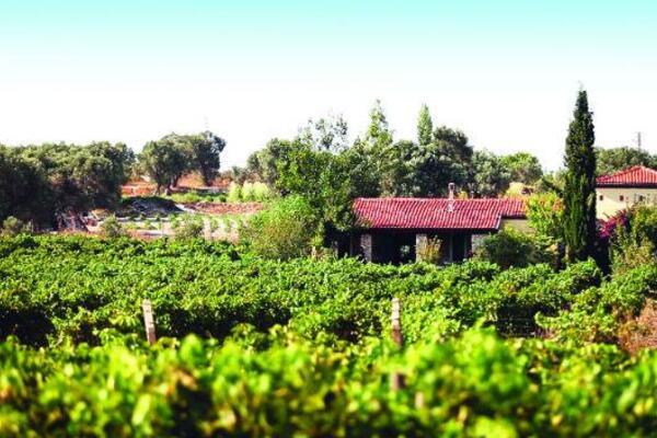 urla wine route perks up as vineyards unite