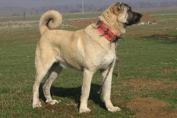 large turkish dog