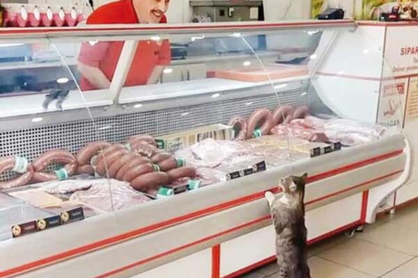 Yeşim&#39; the cat waits in line for turn in crowded shop: Turkish butcher -  Turkey News