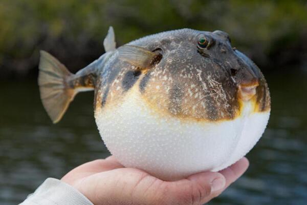 Nearly 28,000 pufferfish caught in 23 days, far below target - Turkey News