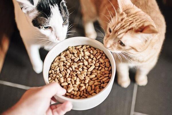 hike in pet food prices concerning animal lovers turkey news