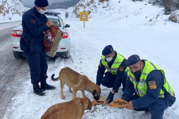 Authorities leave food for animals amid winter - Türkiye News