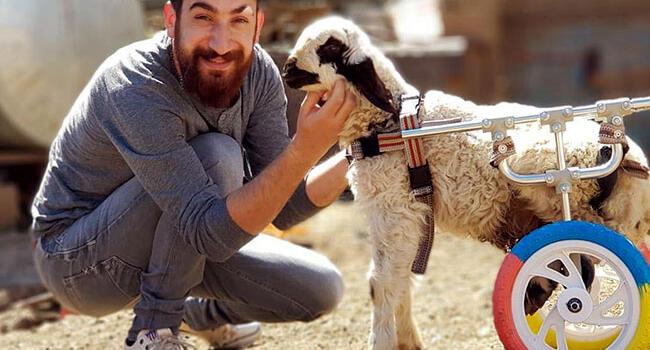‘Life repairer’ this time creates prosthetic artificial legs for disabled lamb