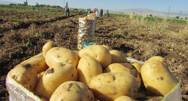 Turkish gov’t to allow onion, potato imports as prices skyrocketing