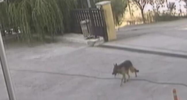 Video: Injured dog walks into hospital alone in Turkey’s north