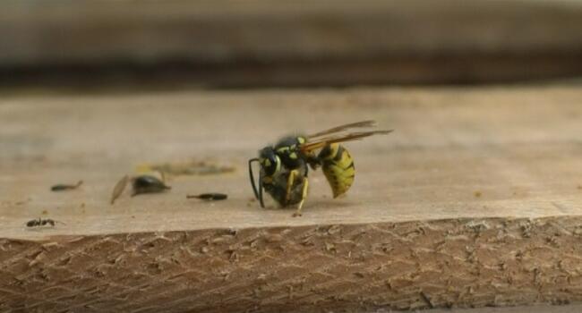 Japanese giant hornets kill 12 million bees in northern Turkey