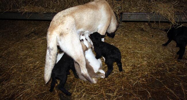 Dog adopts lambs rejected by their mother in Turkey’s north