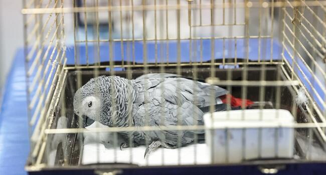 Parrot dies after torture at hands of Turkish TV personality