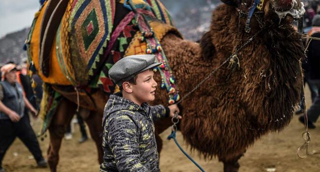 Camel wrestling festival in Turkeys Selçuk