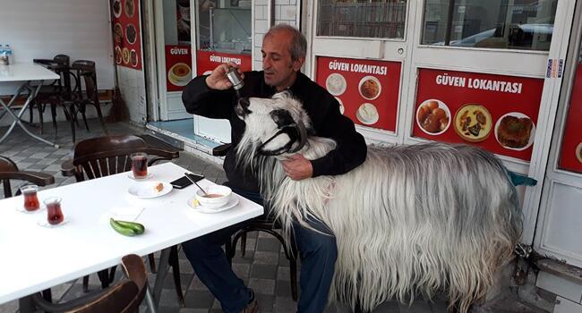 Goat attacked by dog during breakfast at Istanbul cafe