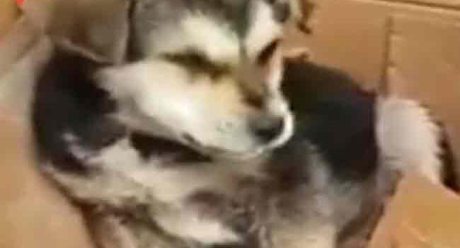 Passerby saving choking puppy in Turkey hailed as hero on social media