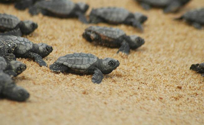 Endangered Baby Sea Turtles Hatch At Turkish Beach Turkey News