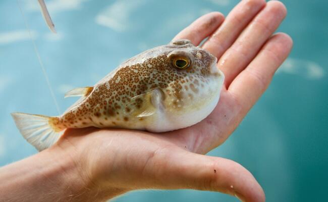 Invader puffer fish in Turkish seas to be exported, used in medicine: Minister - Turkey News