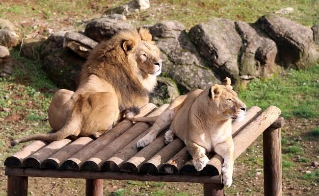 gaziantep zoo aiming to draw 5 million visitors