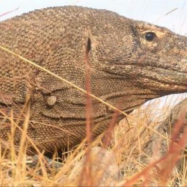 Inside a Komodo dragon's head