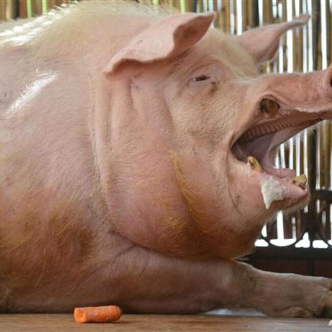 Фотография жирной свиньи