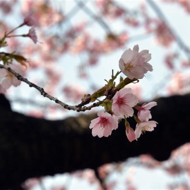 Being blossom. Китайская вишня цветы. Mark Blossom. Сакура Цветущий вид от пояса фото.