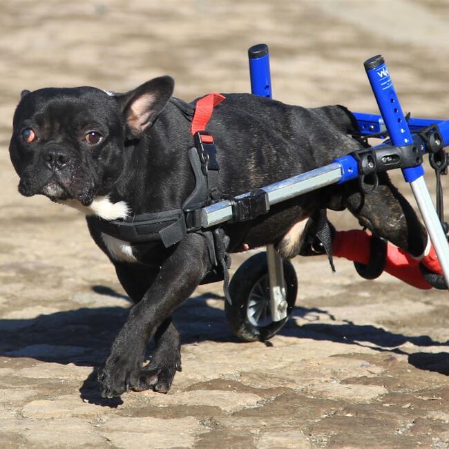 can paralyzed dog walk again