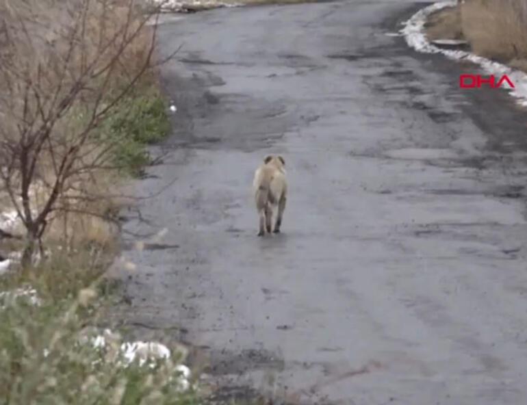 student killed by stray dogs in turkey s kayseri turkey news