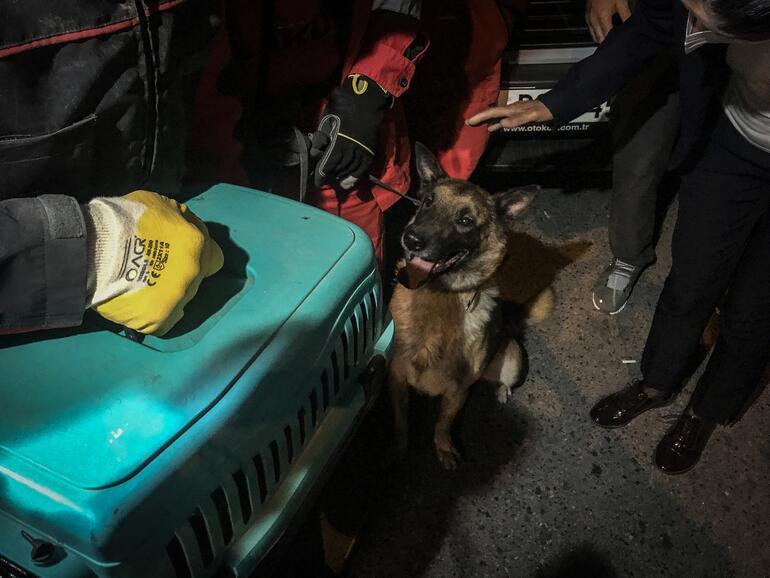 Rescue dog saves cat from debris after ?zmir quake - Türkiye News