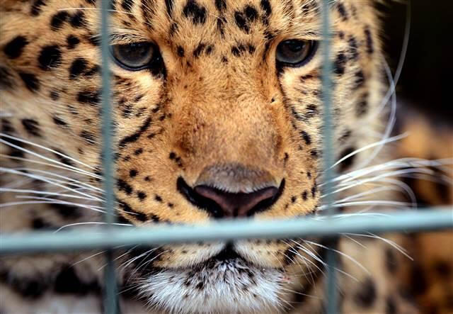 Ulusal parkta leopar saldırısı 1 ölü