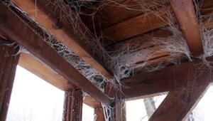 Doğu Anadolu buz kesti! Örümcek ağları bile kırağı tuttu