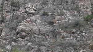 Tomara Şelalesi'nde yaban keçisi sürüsü kamerada