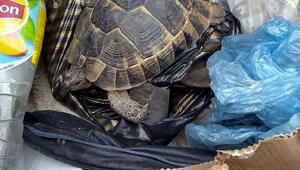 Çöp konteynerinde kaplumbağa bulundu