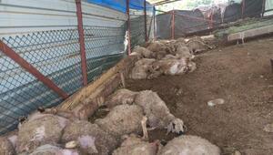 'Sokak köpekleri 35 koyunu telef etti' iddiası