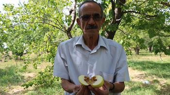 Üretici şokta, elmanın yüzde 80'i zarar gördü!