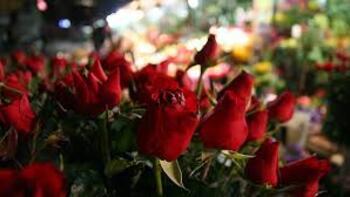 Anneler Günü'nde çiçek satışları 10 kat arttı 