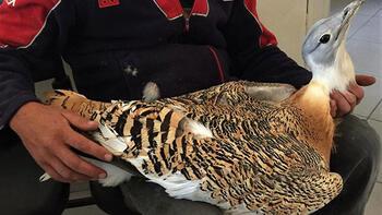  Eskişehir'de nesli tükenmekte olan 'Toy' kuşu bulundu 